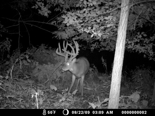 Trail Camera, Shed Hunting & Scouting Pics Photo